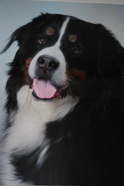 Berner Sennenhond