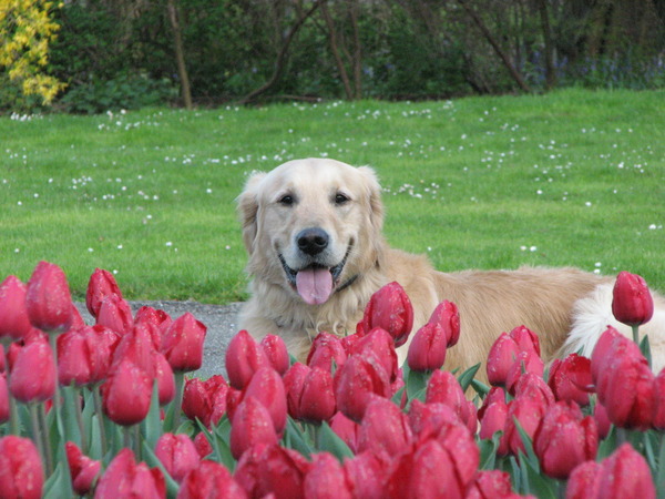 Dobby tussen de Rode Tulpen.