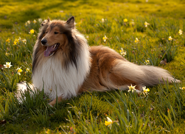 Duncan geniet van de voorjaarszon. 