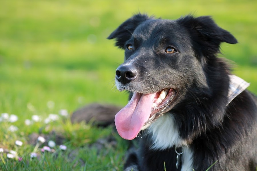 Mara in het bloemenveld!