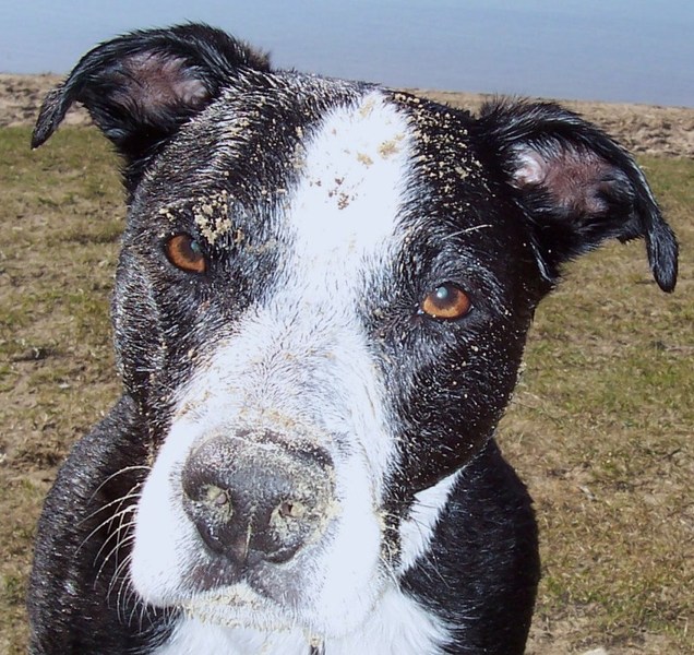 Laat Spike maar graven!