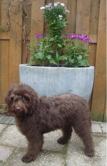 Labradoodle
