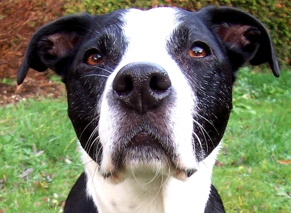 Trouwe blik van Spike...