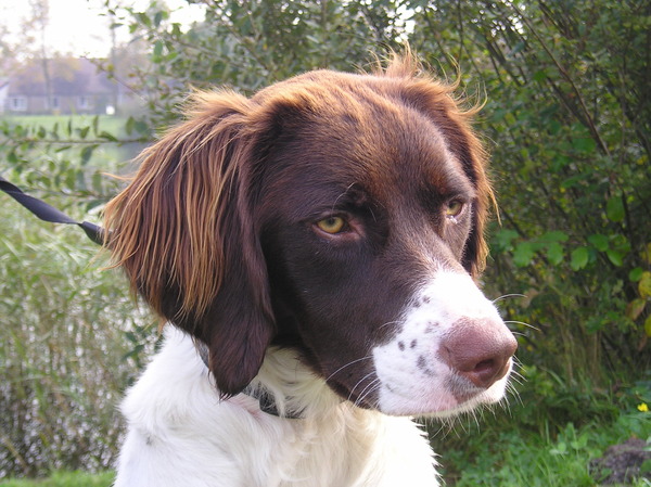 Drentsche Patrijshond