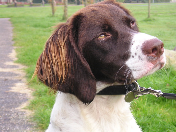 Drentsche Patrijshond