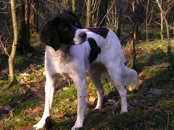 Drentsche Patrijshond