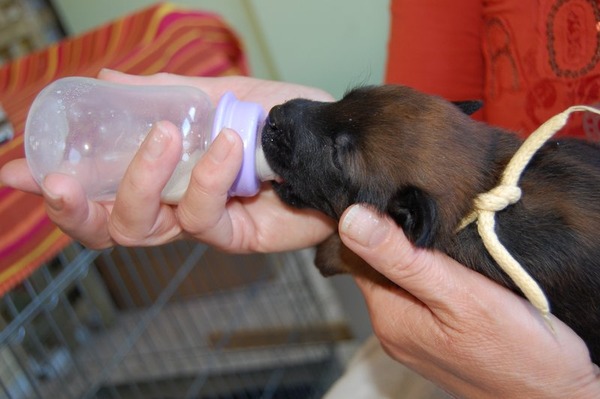 Kennel Van Goeden Huize