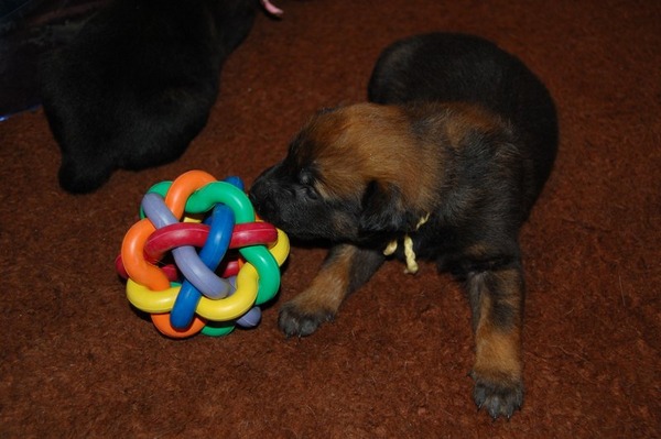 Kennel Van Goeden Huize
