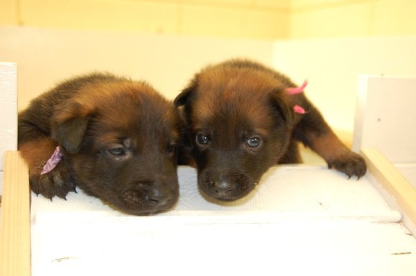 Kennel Van Goeden Huize