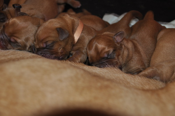 la Residence d'Été