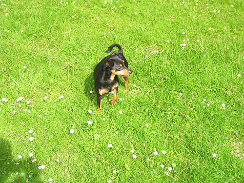 woody tussen de bloemetjes