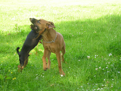 knuffel tussen de bloemetjes