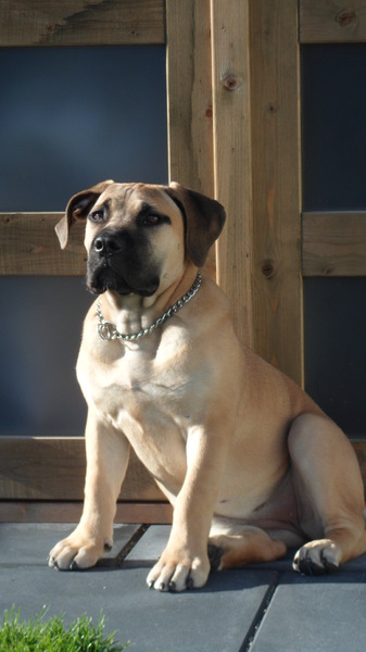 Boerboel