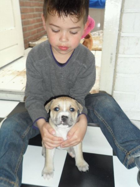 American Staffordshire Terrier