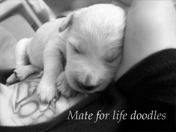 Mate for Life Doodles