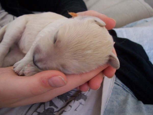 Mate for Life Doodles