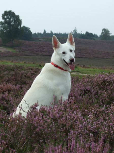 Lekker tussen de heide bloemetjes.