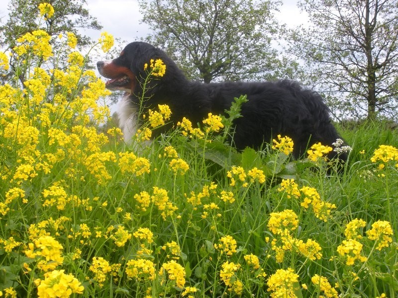 Mac Ghandor Easy Living