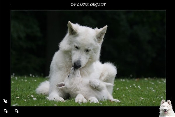                                     * Luna  legacy *