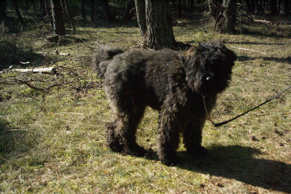 Bouvier des Flandres