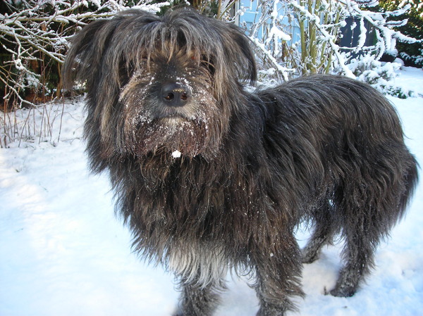 Pyrenese Herdershond