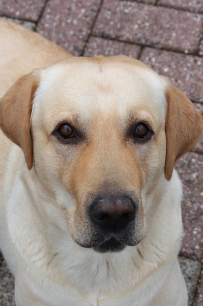 Labrador Retriever