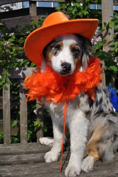 Diesel King for one Day!