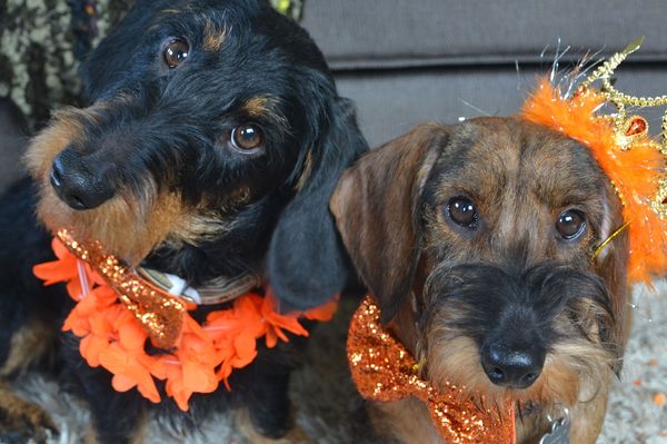 De outfit voor koninginnenacht is ook binnen!