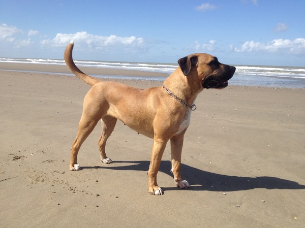 Dogo Canario