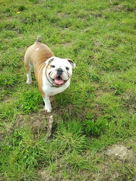 Engelse Bulldog
