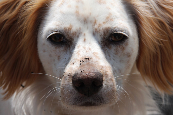 puck met een beetje zand op zijn neus