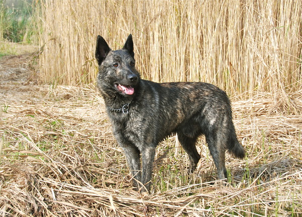 Hollandse Herdershond, korthaar
