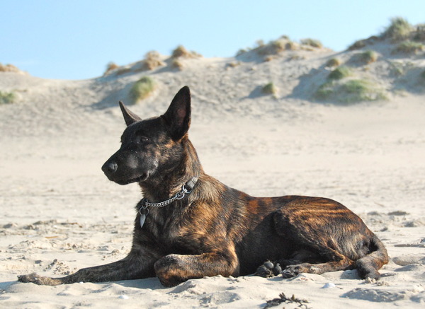 Hollandse Herdershond, korthaar