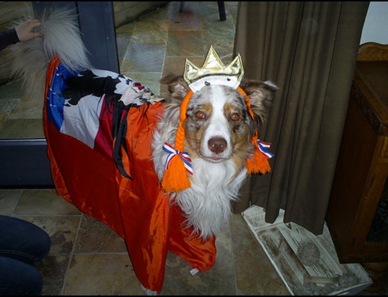 Mijn oranje leeuw :-)