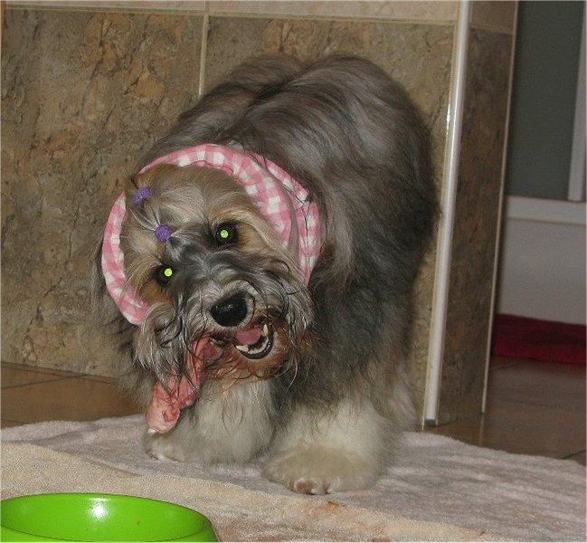 Lai eet een lamsstrot