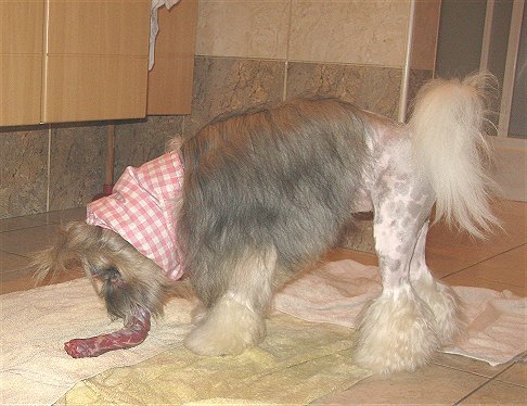 Kai en een eendennek