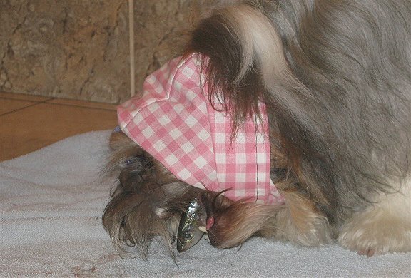 Kai eet een sardientje