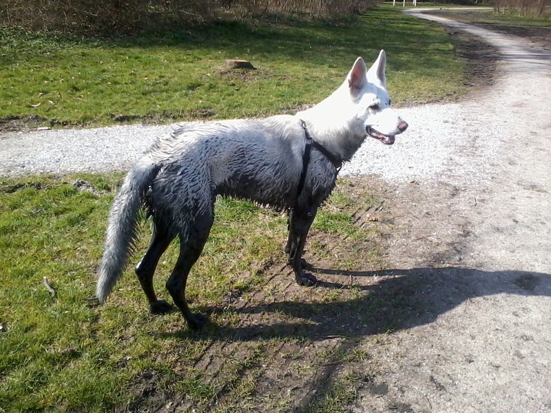 Zwitserse Witte Herdershond