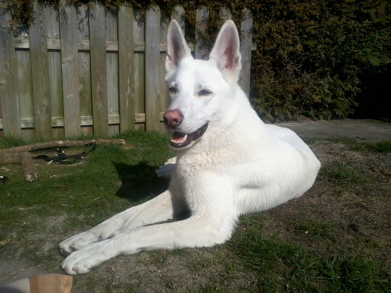 Zwitserse Witte Herdershond