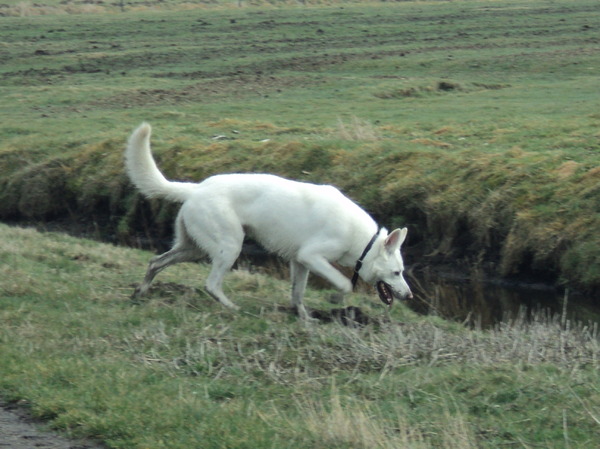 Zwitserse Witte Herdershond