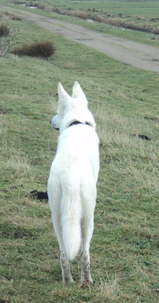 Zwitserse Witte Herdershond