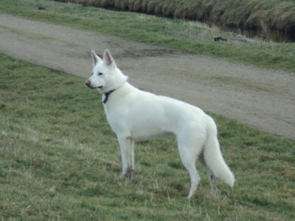 Zwitserse Witte Herdershond