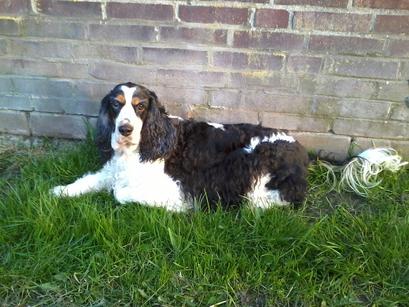 Engelse Cocker Spaniel