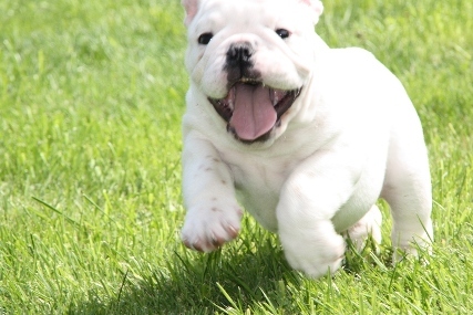 of the starlinebulls