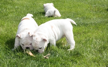 of the starlinebulls