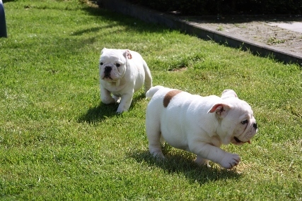 of the starlinebulls