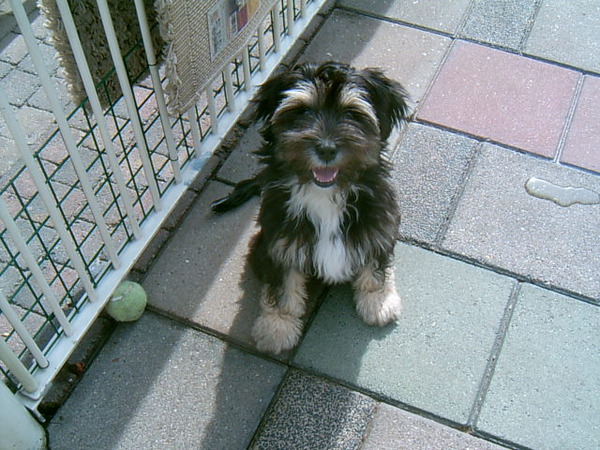 Tibetaanse Terrier