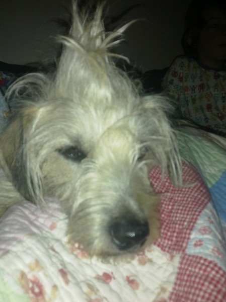 knappe kruising met hanenkam!!!