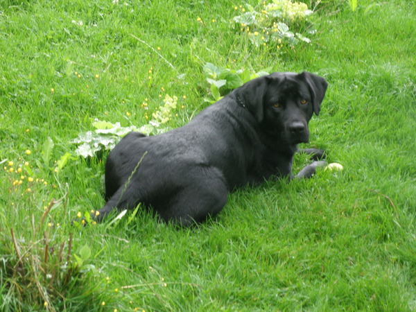 Labrador Retriever