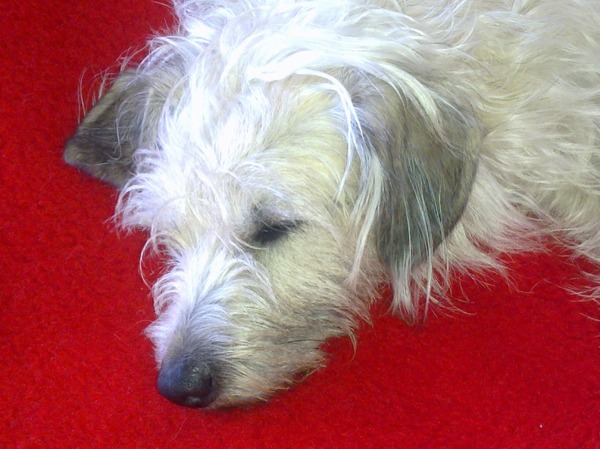 luie rubio, het blijft een spanjaard ;-) 